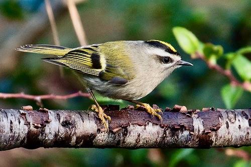 Golden-crowned Kinglet by jvhigbee is licensed under CC BY-NC-SA 2.0.